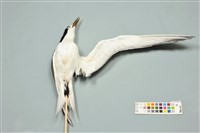 藏品(燕鷗)的圖片